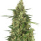 Head Stash Auto (Big Head Seeds) Cannabis-Samen