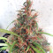 Honduras Regular (Ace Seeds) Cannabis-Samen