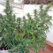 Malawi Breeders Pack regular (Ace Seeds) Cannabis-Samen