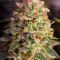 Mandarin Haze Auto (Ministry Of Cannabis) Cannabis-Samen