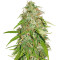 Northern Lights Automatic (Sensi Seeds) Cannabis-Samen