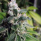 Ripper badazz (Ripper Seeds) Cannabis-Samen