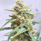 Sour Hound F2 Auto (Mephisto Genetics) Cannabis-Samen