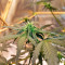Sticky Fingers Autoflower (Seedstockers) Cannabis-Samen