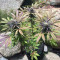 Thin Mint Crack Autoflower (Seedstockers) Cannabis-Samen