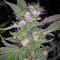 U - Pink Kush (Dr. Underground) Cannabis-Samen