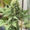 Auto Gelato (Female Seeds) Cannabis-Samen