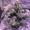 buy berry bomb auto bomb seeds