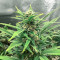 Big Bomb Auto (Bomb Seeds) Cannabis-Samen