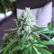 Blackwater feminisierte Samen (Original Sensible Seeds)