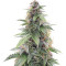 CBD Star Auto (Ministry Of Cannabis) Cannabis-Samen