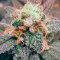 Jack 47 (Sweet Seeds) Cannabis-Samen