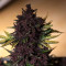Purple Bud (White Label) Cannabis-Samen