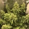 Gorilla Cookies Auto (Fast Buds) Cannabis-Samen zu verkaufen