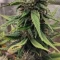 LSD-25 Auto (Fast Buds) Cannabis-Samen zu verkaufen