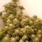 Caramelo Early Version (Delicious Seeds) Cannabis-Samen