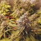 Green Gelato (RQS) Cannabis-Samen zu verkaufen