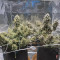 Wedding Cake Auto (Barney's Farm) Cannabis-Samen zu verkaufen
