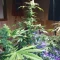 Kaufe Scarlet Skunk Autoflower Samen feminisiert von EGS