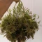Kaufe Kosher Kush 66 Autoflower Samen feminisiert von EGS