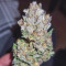 Gorilla Z Auto Cannabis-Samen Kaufen