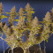 Purple Urkle (Pyramid Seeds) Cannabis-Samen zu verkaufen