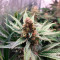 Caramelo Early Version (Delicious Seeds) Cannabis-Samen