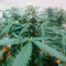Bruce Banner #3 Auto Cannabis-Samen Kaufen