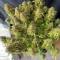 Liberty Haze Cannabis-Samen Kaufen