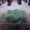 Kaufe Mimosa x Orange Punch Samen feminisiert von Barney's Farm