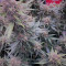 Kaufe Purple Juice Auto Samen feminisiert von Herbies Seeds