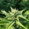 Afghan Skunk (Expert Seeds) Cannabis-Samen
