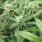 Banana Diesel (Holy Smoke Seeds) Cannabis-Samen