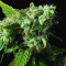 Blue Dream (BlimBurn Seeds) Cannabis-Samen