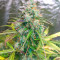 GG#4 Original Glue Auto feminisierte Samen (Fast Buds)
