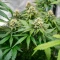 Leda Uno (K.C. Brains Seeds) Cannabis-Samen