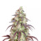 Lemon Pie Auto feminisierte Samen (Fast Buds)
