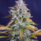 Lemon Pie Auto feminisierte Samen (Fast Buds)