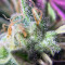 Monkey GG#4 Original Glue (Growers Choice) Cannabis-Samen
