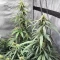 Pineapple Runtz Auto feminisierte Samen (Ethos Genetics)