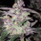 Purps #1 (Dinafem Seeds) Cannabis-Samen