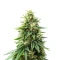 Runtz Triploid (Advanced Seeds)