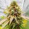 Section 781 Fast Flowering (Blimburn x Herbies)
