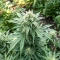 Skunk Haze (Ceres Seeds) Cannabis-Samen