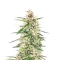 Skywalker Autoflower feminisierte Samen (Seedkeepers)