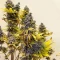 White Widow (RQS) Cannabis-Samen