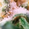 Widow 2004 regular (De Sjamaan Seeds) Cannabis-Samen