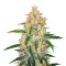 Z Auto (Cali Buds Seeds) Cannabis-Samen