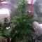 Auto Monster Mass (Critical Mass Collective Seeds) Cannabis-Samen