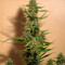 Shiva Skunk Automatic (Sensi Seeds) Cannabis-Samen